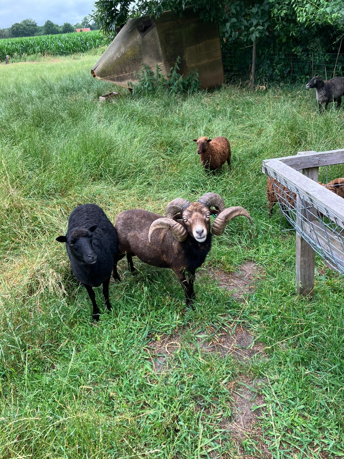 Te koop: Ouessant schapen, Mannelijk, Schaap