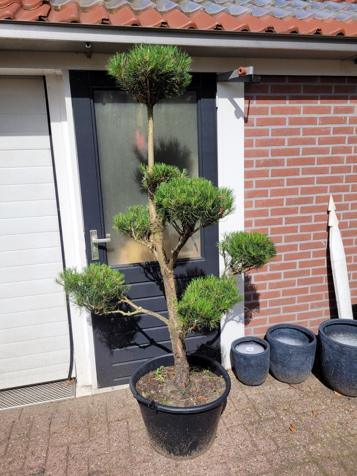 Pinus Sylvestris - Bonsai Stijl - Super Strak Gesnoeid, Ophalen