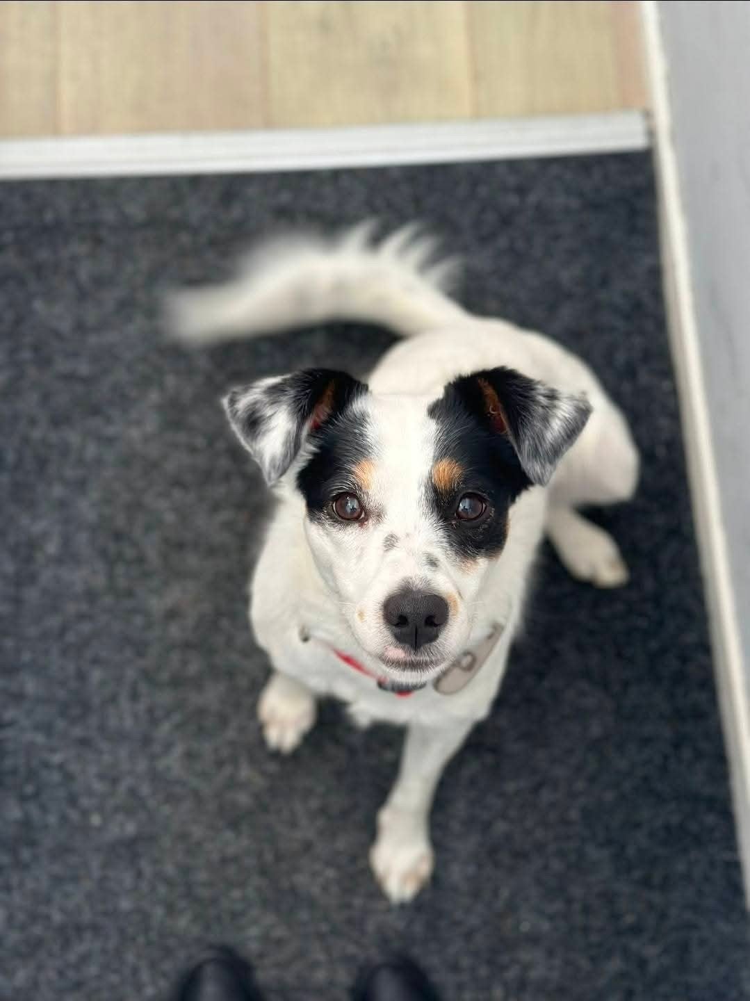 Spikkel is in Nederland, Dieren en Toebehoren, Handelaar, 1 tot 2 jaar, Buitenland, Teef