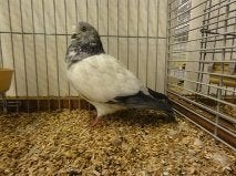 Tipplers, Meerdere dieren, Tuimelaar of Roller