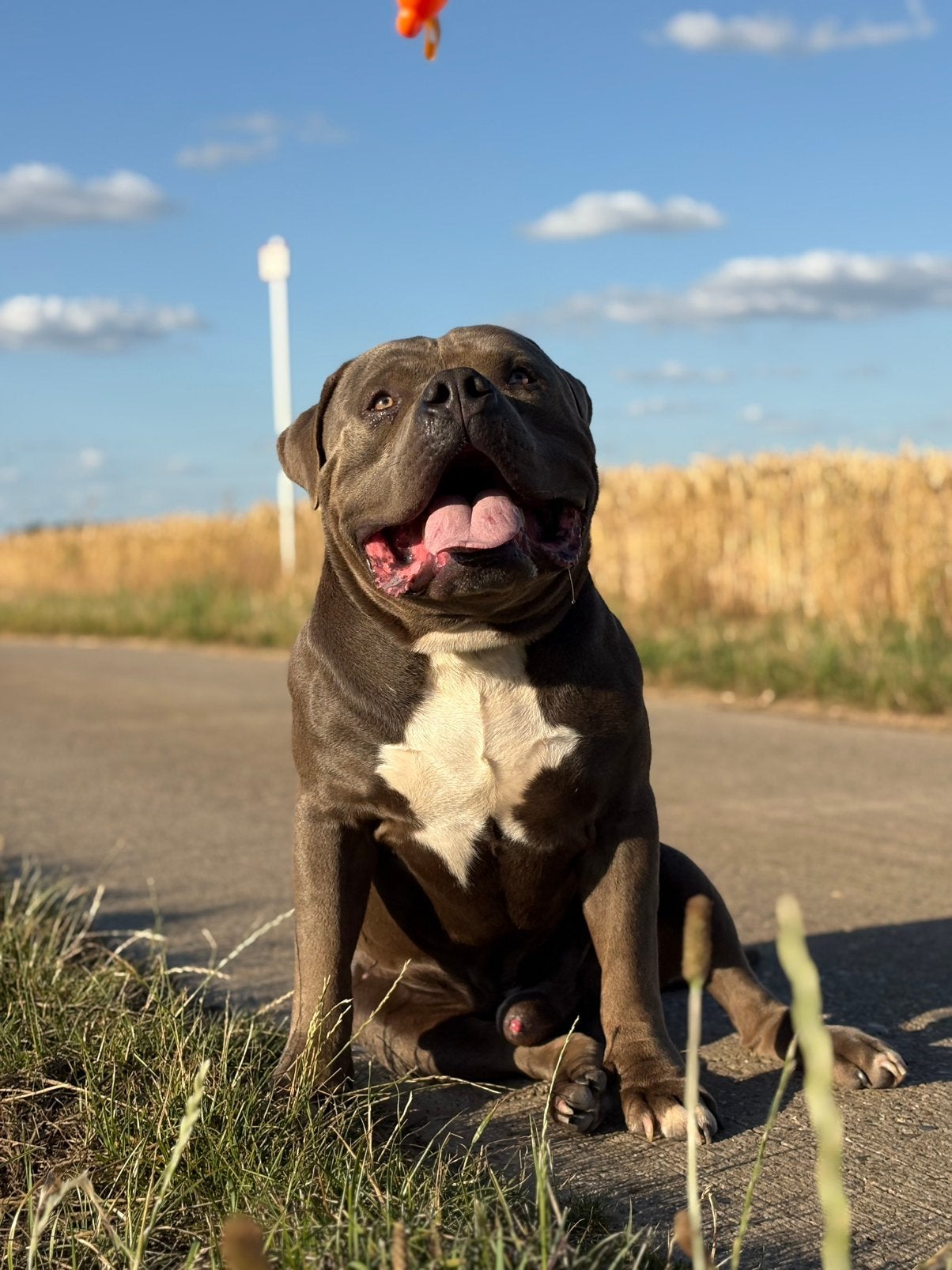 Dekreu American Bully XL-XXL, Reu, Eén hond, CDV (hondenziekte), 3 tot 5 jaar