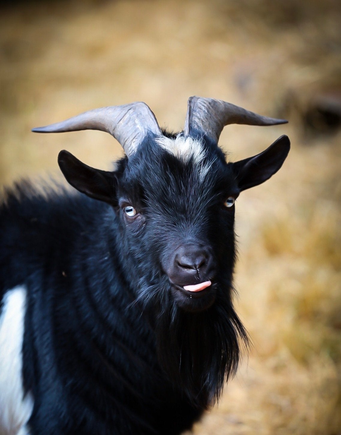 Dwerggeiten blauwe ogen