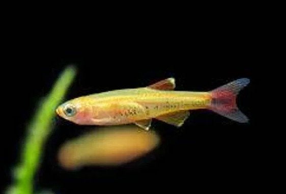 Chinese Danio Gold - Koidream Valburg