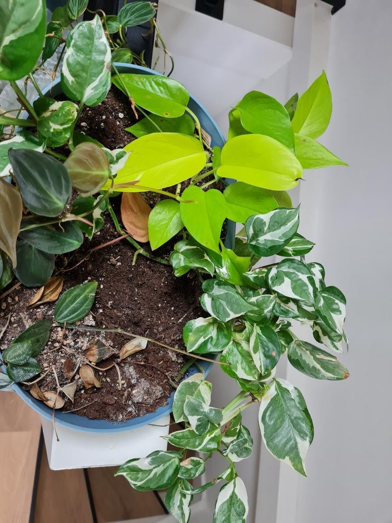Diverse Kamerplanten Mix, zie omschrijving, Ophalen of Verzenden, In pot, Halfschaduw, Minder dan 100 cm