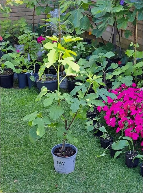 (2) Italiaanse vijgenboom (groengele vijgen) 3 ltr pot, Bloeit niet, Overige soorten, 100 tot 250 cm, Ophalen