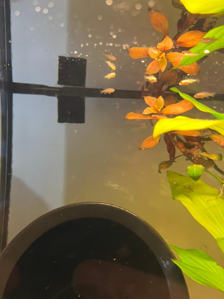 cichlide baby visjes te koop, Vis