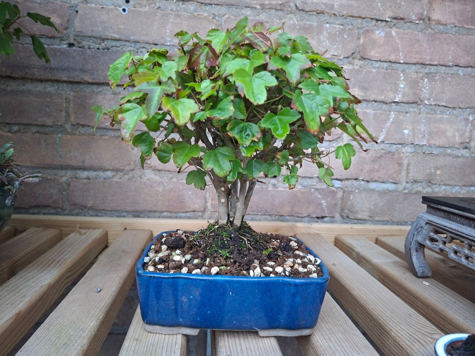 Bonsai trident buergerianum, Bloeit niet, Halfschaduw, Overige soorten, Minder dan 100 cm