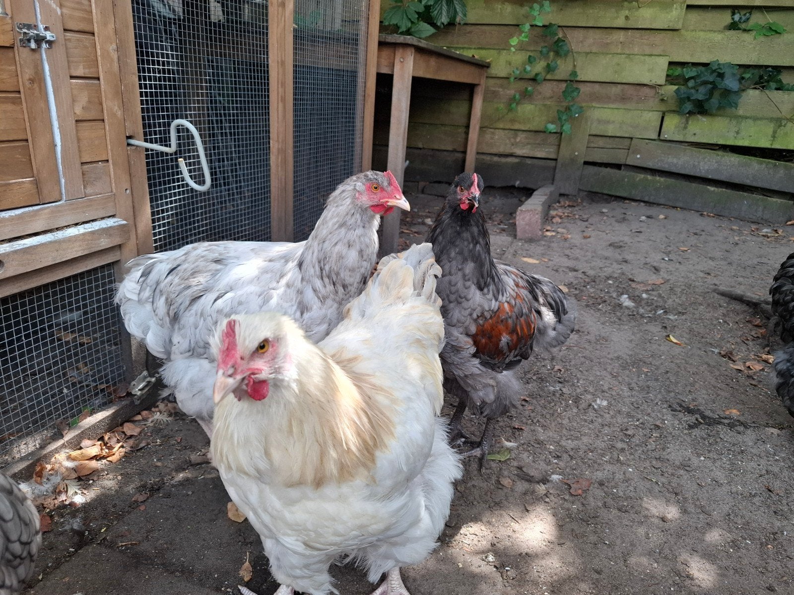 Mooie Orpington Groot hanen, Dieren en Toebehoren, Pluimvee, Mannelijk, Kip