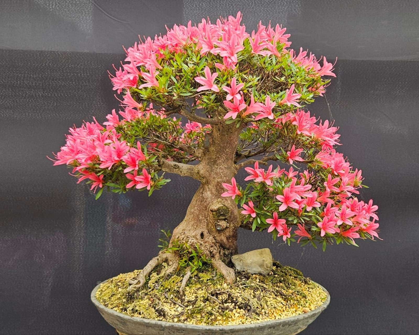 Uniek Satsuki Korin Bonsai - Handgemaakte Schaal, Vaste plant, Halfschaduw, Lente, Ophalen