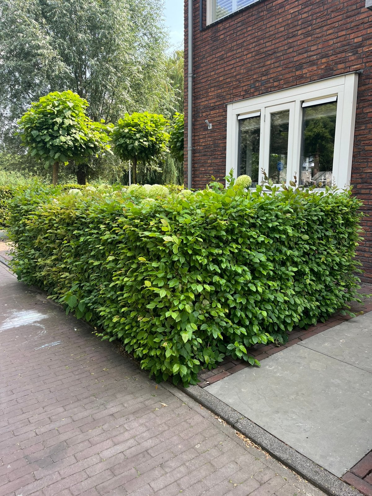 Gratis afhalen Beukenhaag 20m, Tuin en Terras, Planten | Struiken en Hagen, Ophalen, Beukenhaag, 100 tot 250 cm