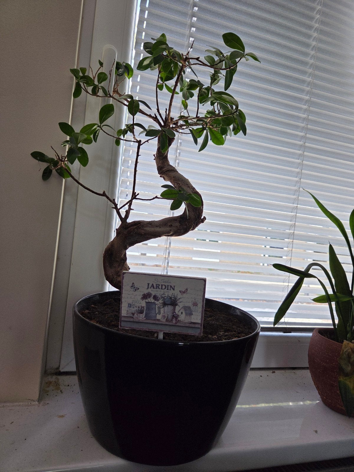 Mooie Bonsai boom - Perfect voor binnen, Overige soorten, Vaste plant, Ophalen of Verzenden, Bloeit niet