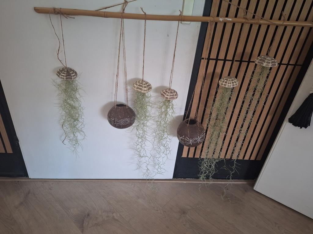 Zee egel schelp met echte tilantia, Ophalen of Verzenden, Halfschaduw, Minder dan 100 cm