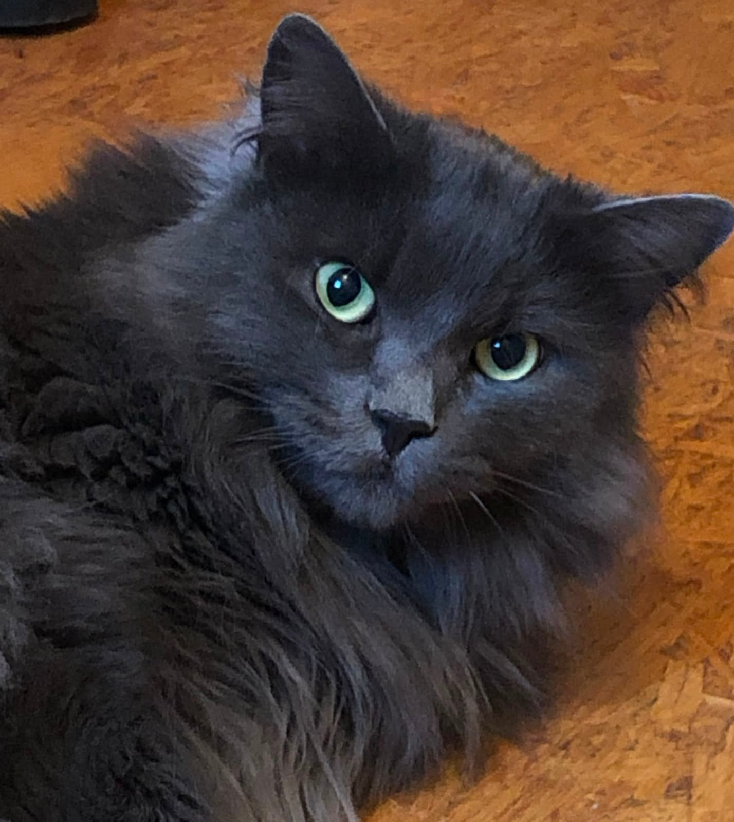 kater Moby (kruising Maine coon  x Siberische boskat), Dieren en Toebehoren, Katten en Kittens | Raskatten | Langhaar, Kater, Gechipt