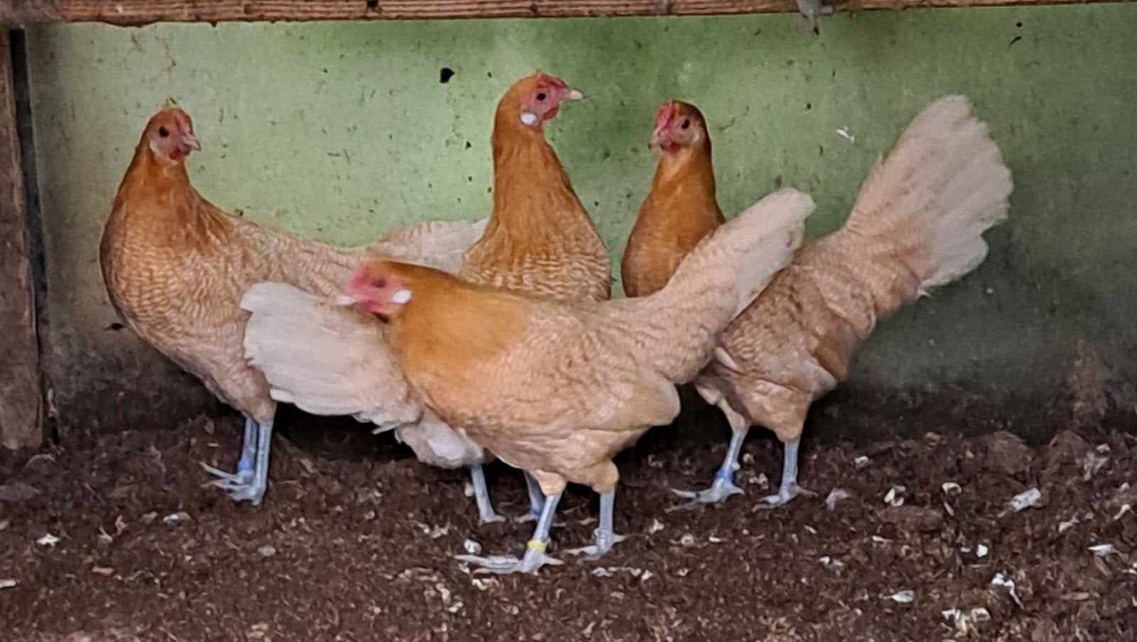 KIPPEN;Sibricht-Brahma's-Leghorns-Leghennen-zie advertentie, Dieren en Toebehoren, Meerdere dieren, Kip