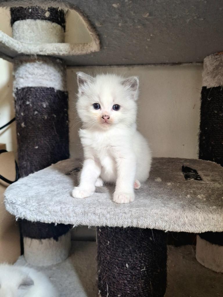Lieve ragdoll kittens met stamboom ouders getest, Dieren en Toebehoren, Katten en Kittens | Raskatten | Langhaar, Meerdere dieren