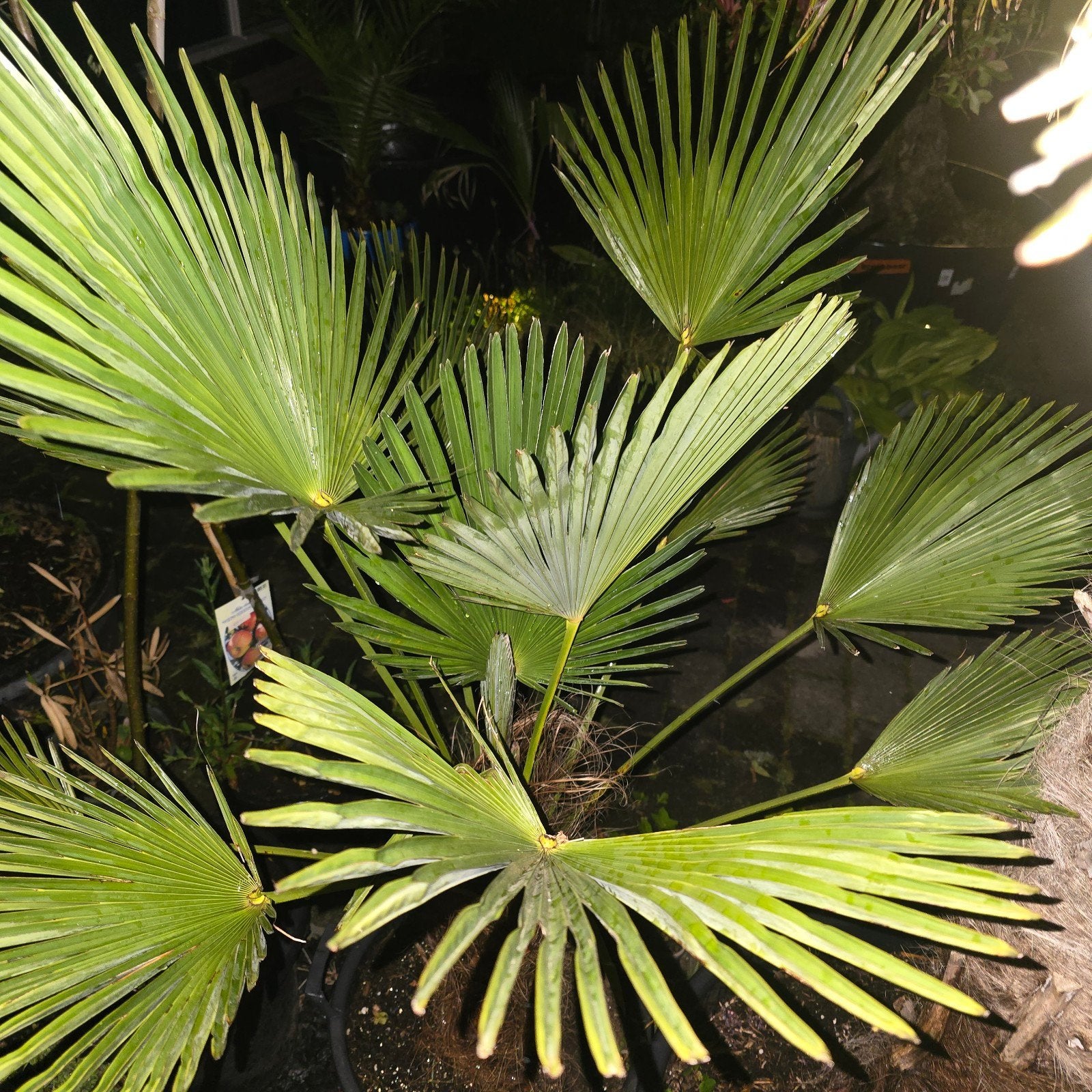 Prachtige en kerngezonde Trachycarpus wagnerianus., Ophalen of Verzenden, Gehele jaar, Volle zon