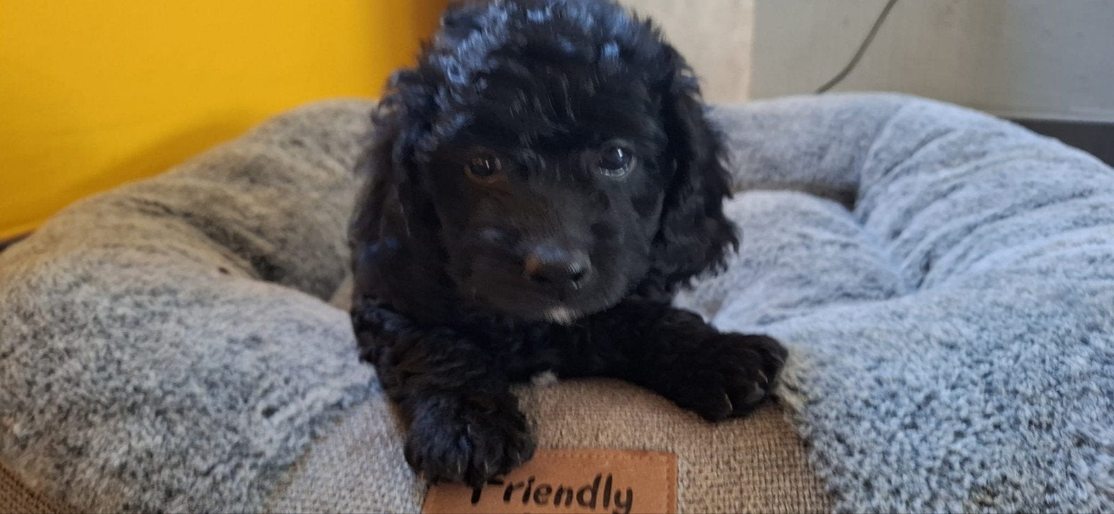 Cavapoo pups, Parvo, België, Particulier, 8 tot 15 weken