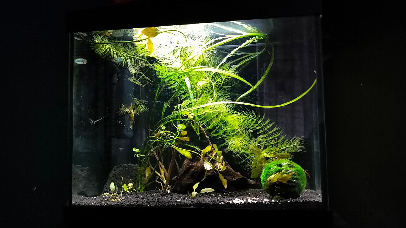 superfish start 20 (18L), Ophalen, Superfish, Inclusief deksel, Gevuld zoetwateraquarium