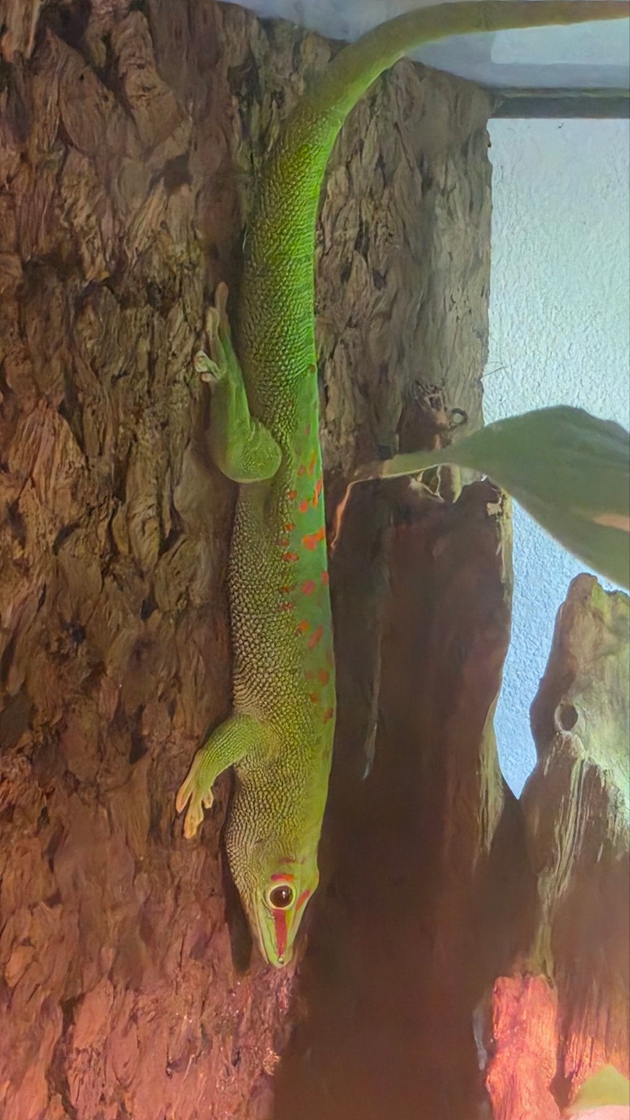 Madagaskar reuze daggekko, Dieren en Toebehoren, Hagedis