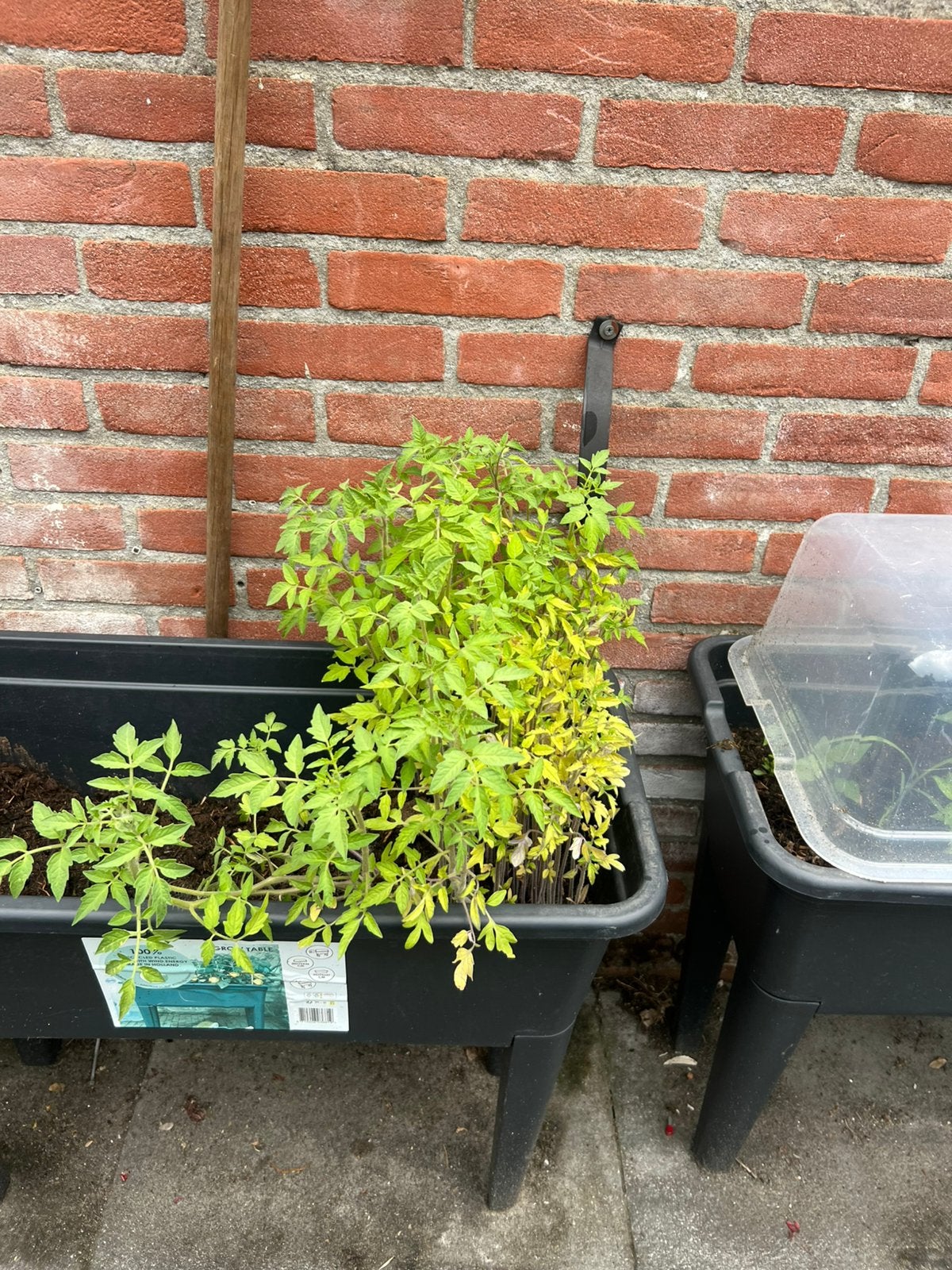 Tomten, Ophalen of Verzenden, Overige soorten, Volle zon