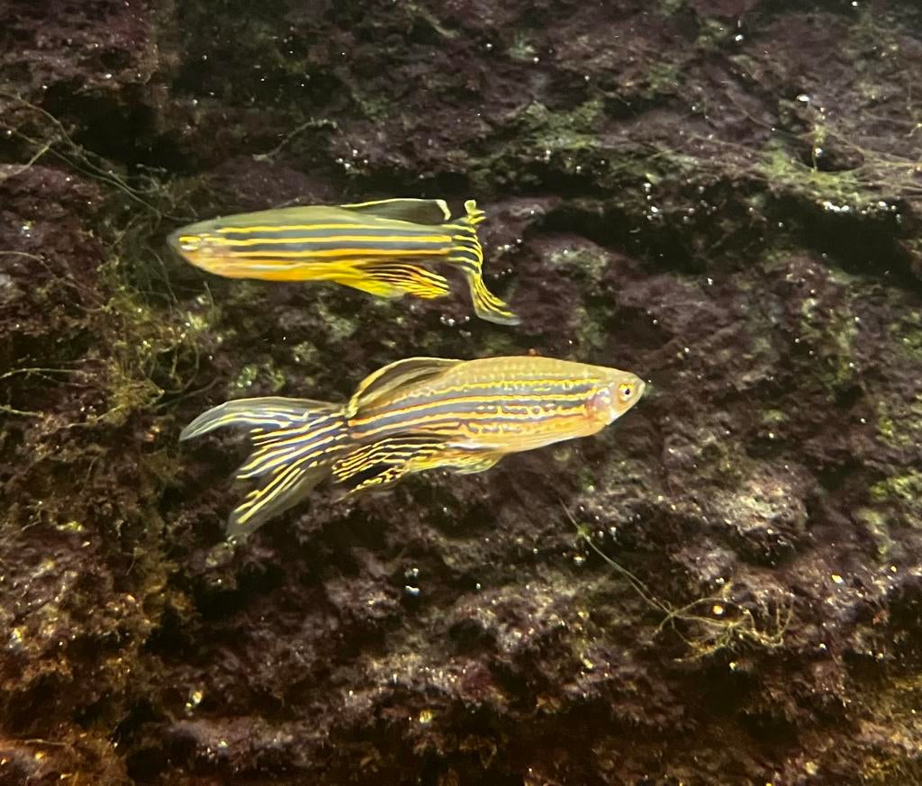 Zebra  danio s (7 stuks), Dieren en Toebehoren, Amfibie, 0 tot 2 jaar