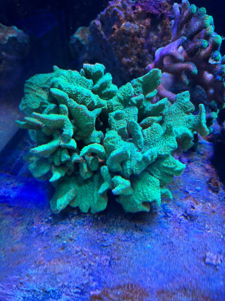 Diverse koralen zeeaquarium, Overige typen