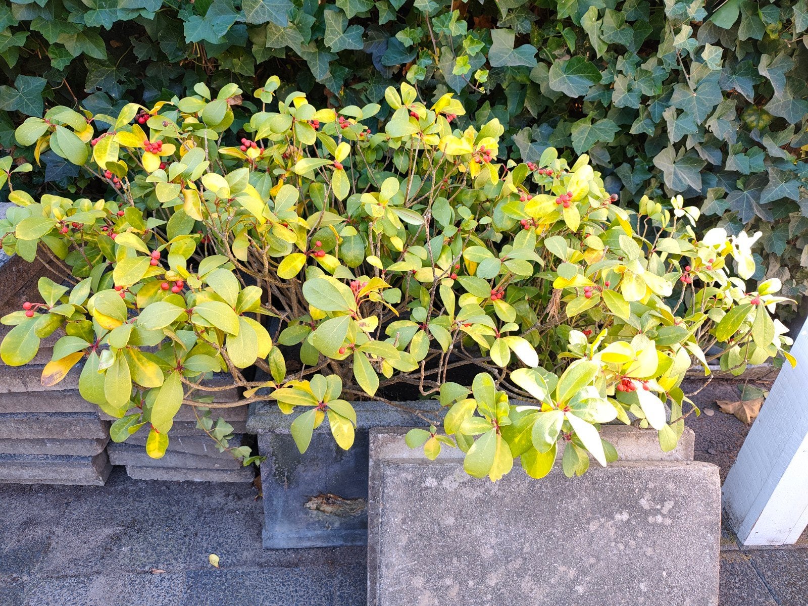 4 stuks Skimmia Japonica (2 in aarde, 2 gesnoeide stronken), Ophalen, Overige soorten, Halfschaduw