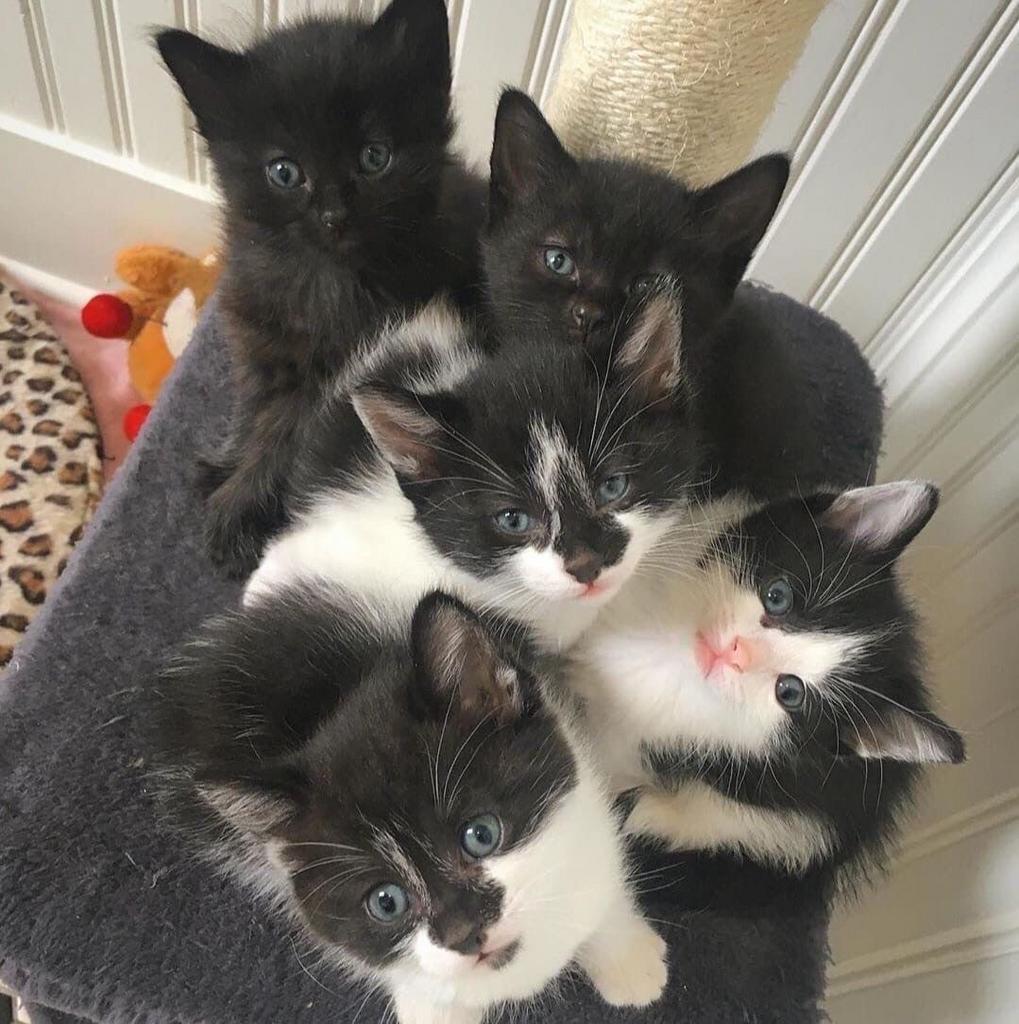 Kittens, Meerdere dieren