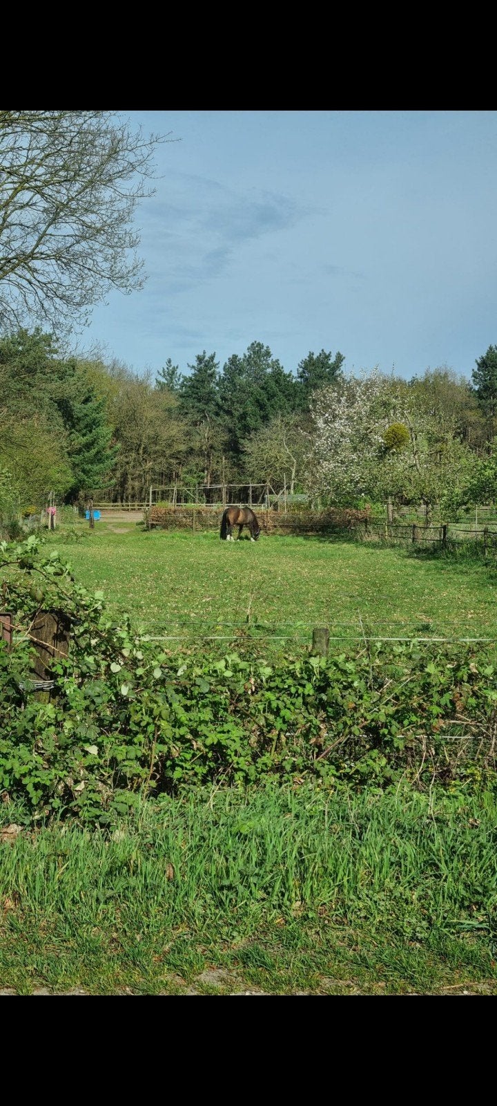 Paddock paradise Bakel, Weidegang