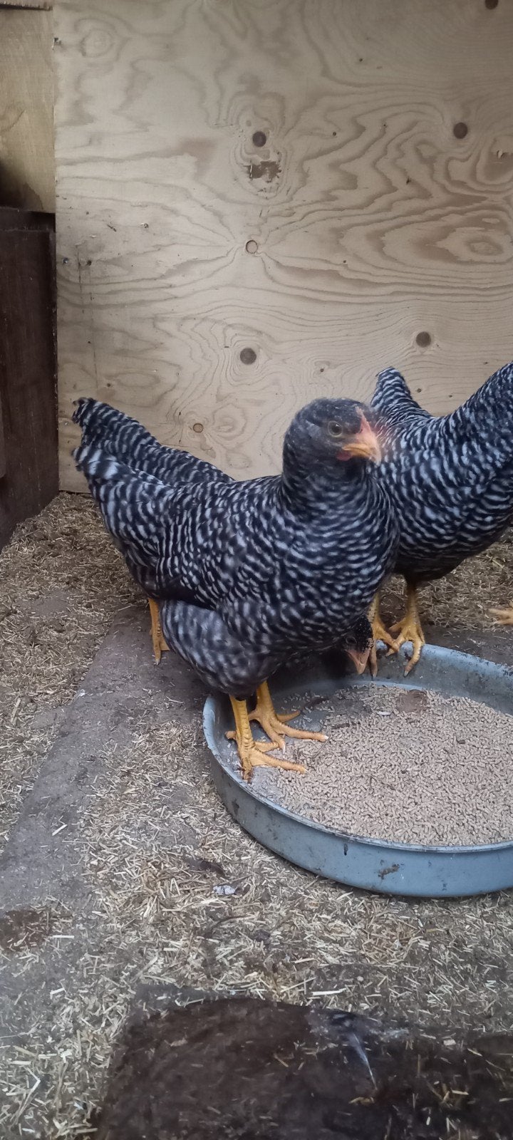 Te koop  jonge amrock legkippen