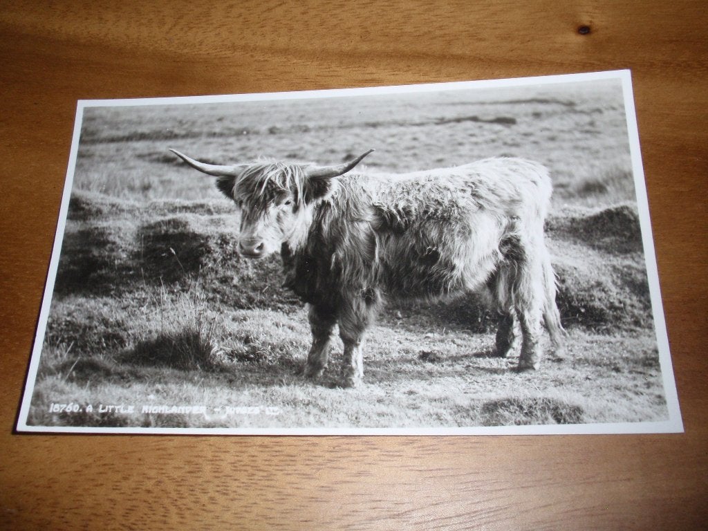 Koe Rund Schotse Hooglander, Verzamelen, Verzenden, 1940 tot 1960, Ongelopen, Overige soorten
