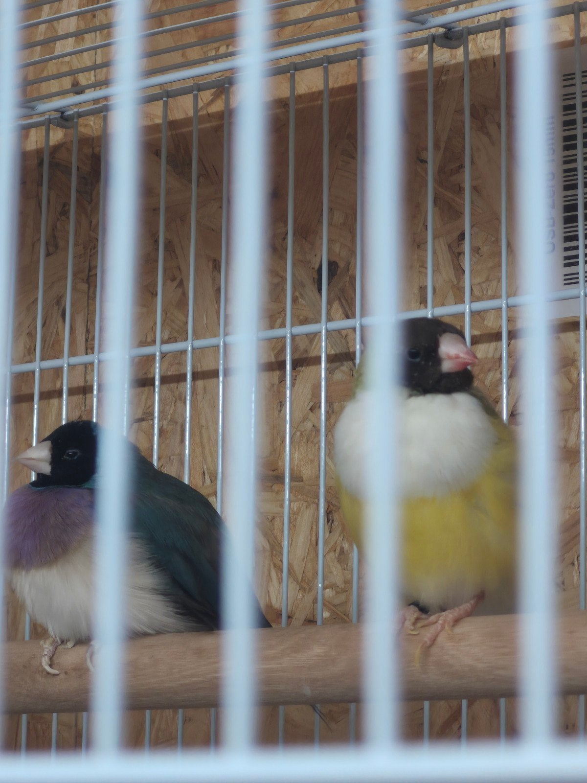 Goulds blauw cinnamon evt ruilen, Dieren en Toebehoren, Meerdere dieren, Tropenvogel, Geringd