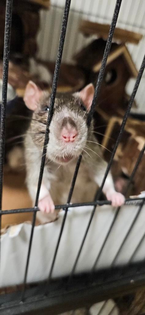 Rats, Dieren en Toebehoren, Knaagdieren, November, Vrouwelijk