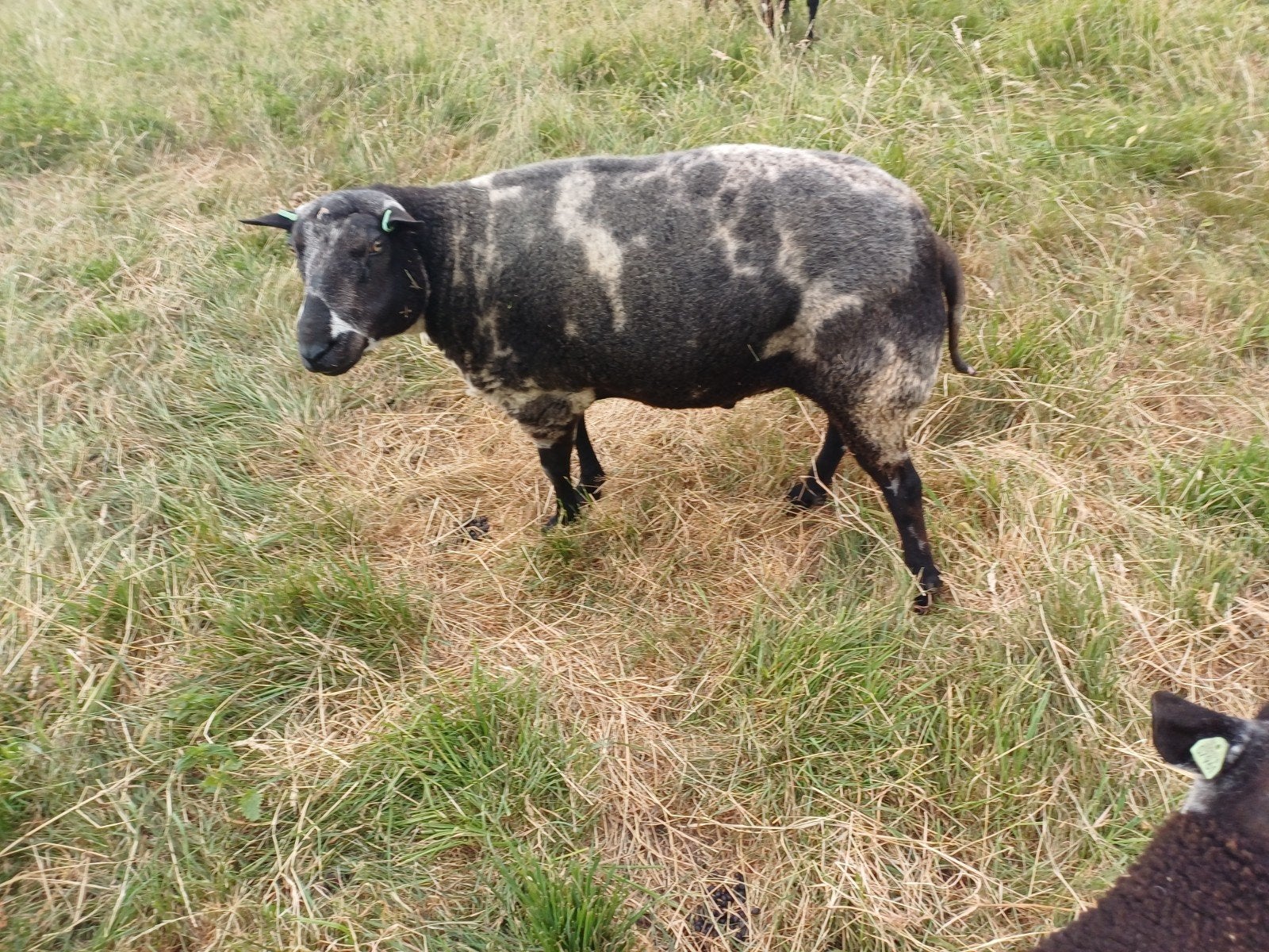 Bonte overjarige ram, Mannelijk, Schaap