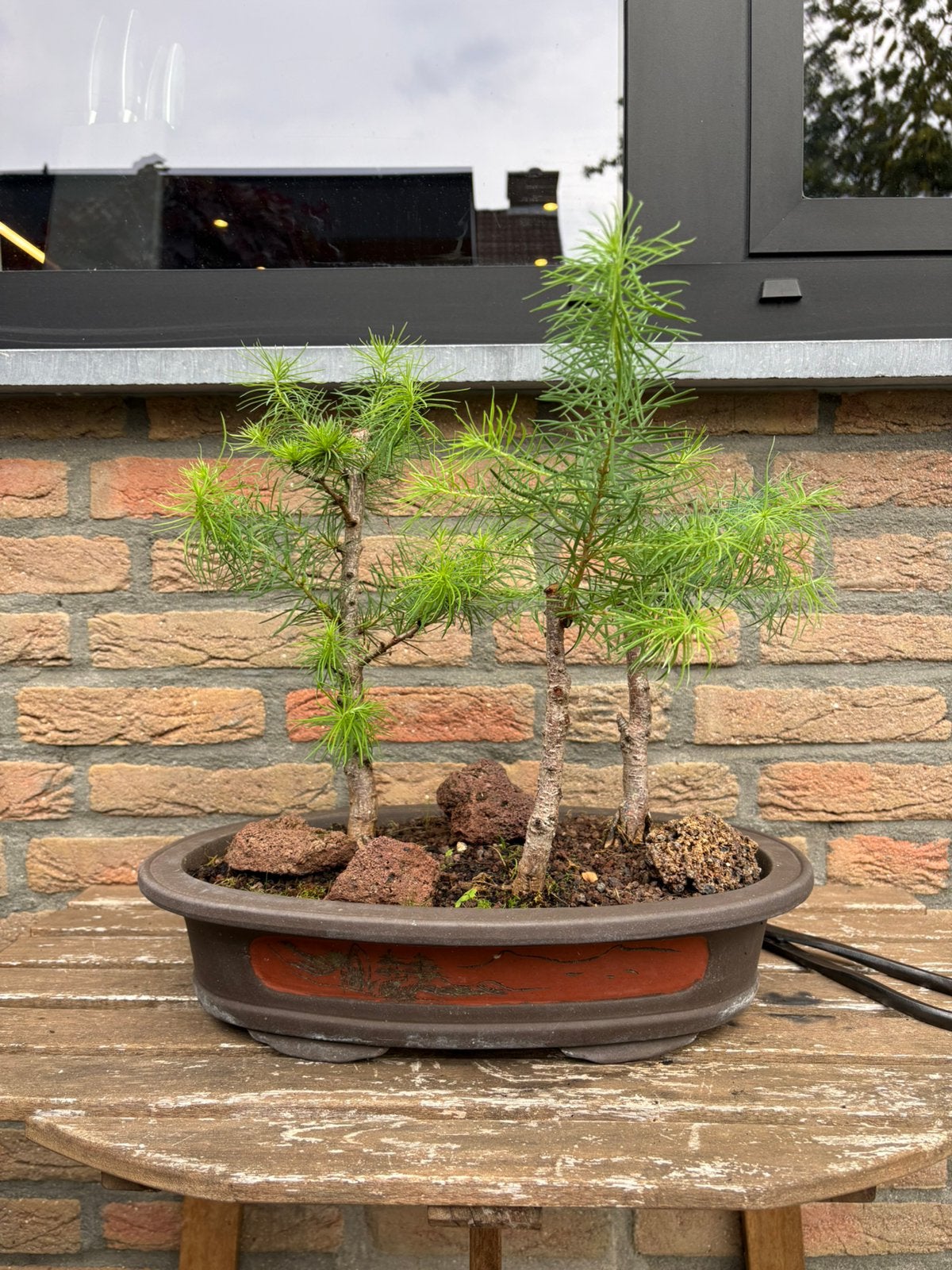 Bonsai- lariks bos (3), Bloeit niet, Overige soorten, Minder dan 100 cm, Ophalen