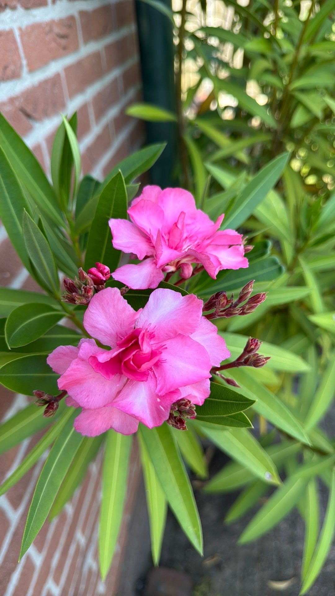 Grote dubbelbloemige rode Oleander ongeveer 2 meter hoog, Ophalen, Overige materialen, Gebruikt, 100 cm of meer