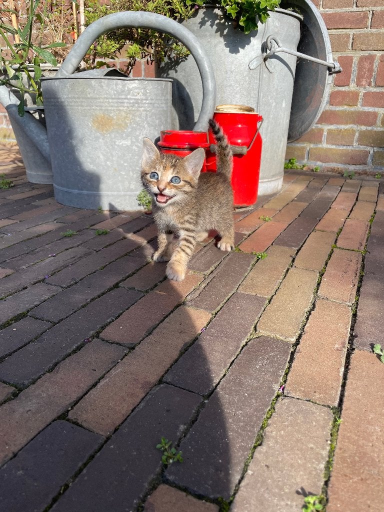 3 boerderij kittens, Poes, Kortharig, 0 tot 2 jaar