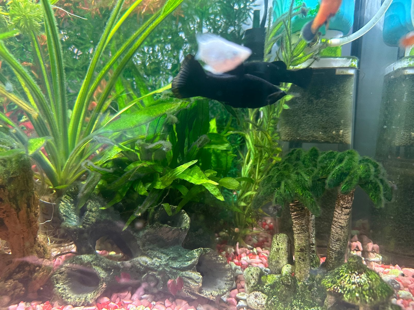 Jonge Black Molly’s te koop, Dieren en Toebehoren, Vissen | Aquariumvissen, Vis
