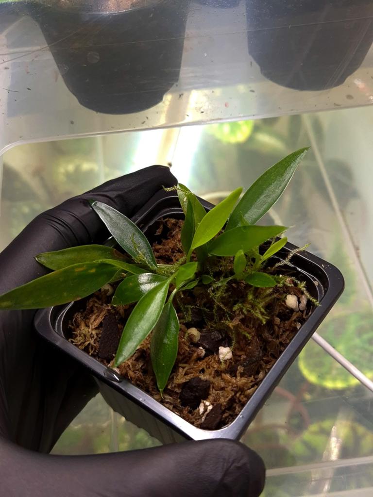 Philodendron sp (zeldzaam), Huis en Inrichting, Kamerplanten, Ophalen of Verzenden, Halfschaduw, Minder dan 100 cm