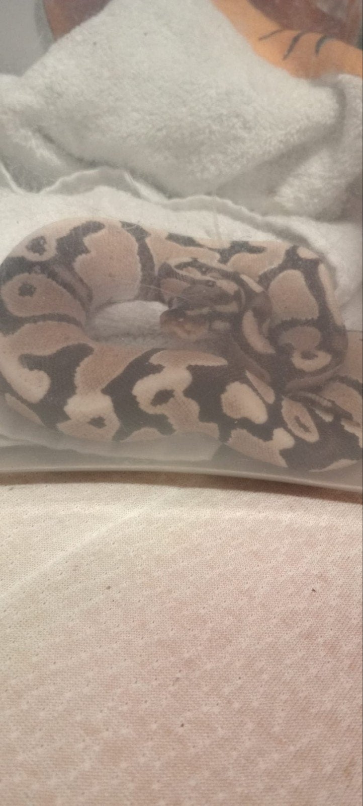 2 ball pythons vrouwtjes Ball Python photo 3