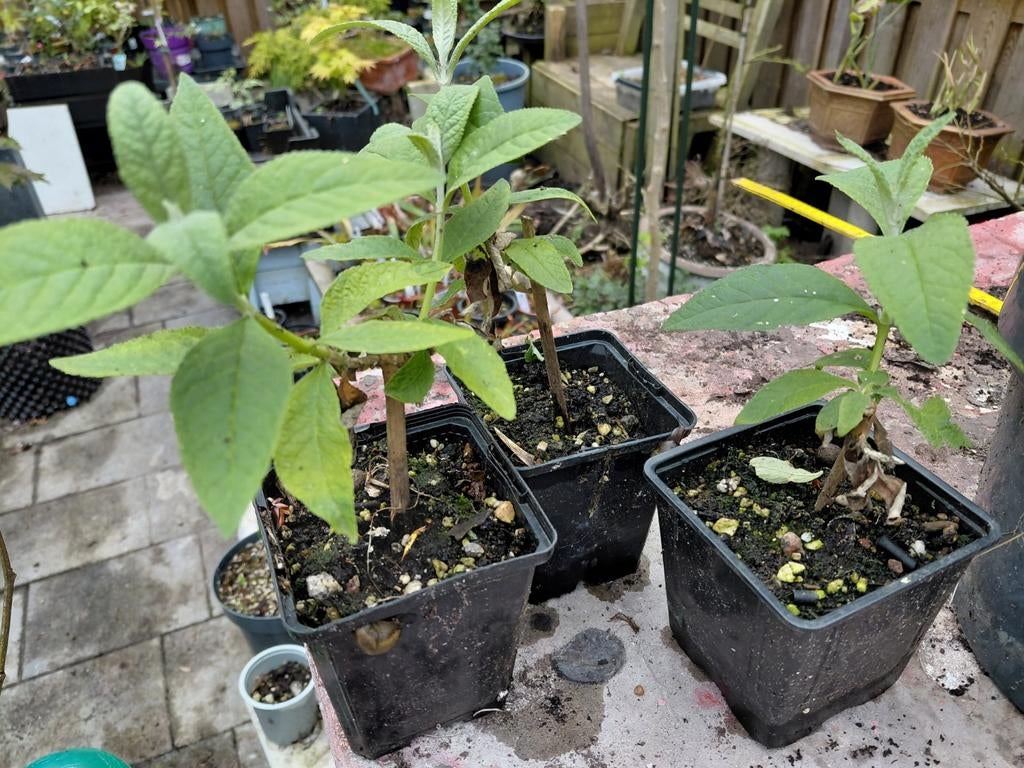 Gele Pluim Vlinderstruik - Jonge Planten, Overige soorten, Volle zon, Vaste plant, Ophalen of Verzenden