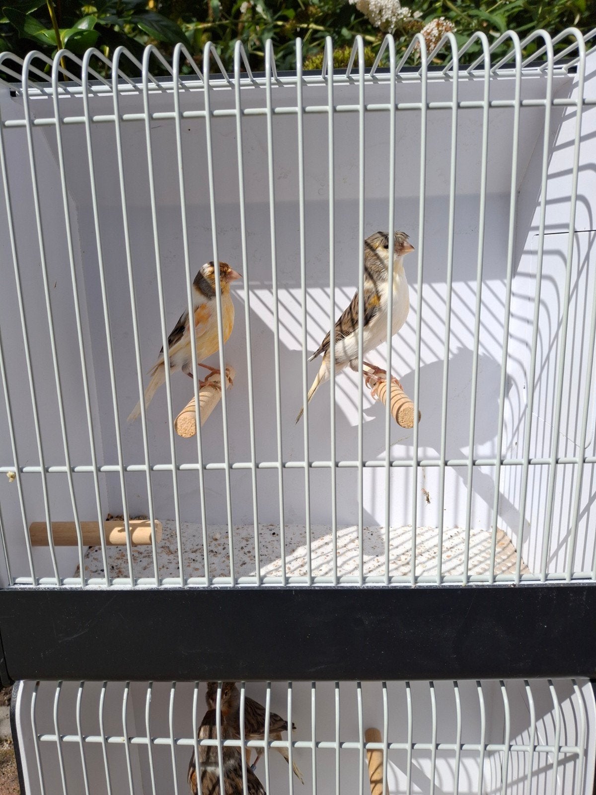 koppel harlekijn kanaries, Dieren en Toebehoren, Vogels | Kanaries, Meerdere dieren, Kleurkanarie