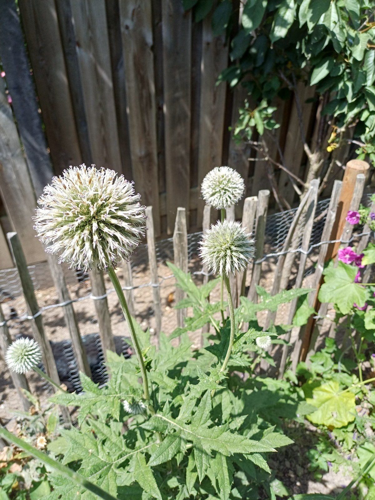 Kogeldistel wit, Tuin en Terras, Ophalen of Verzenden, Najaar, Volle zon, Zaad