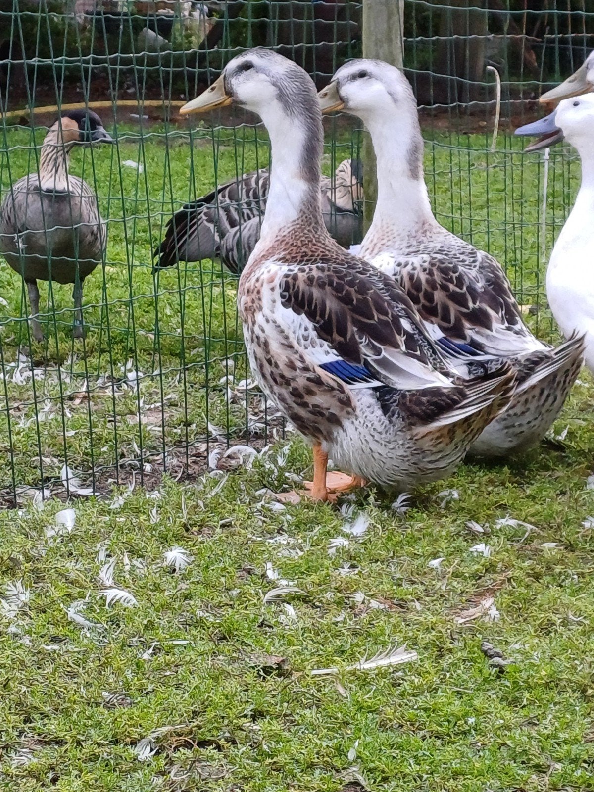 groot appleyard eenden, Dieren en Toebehoren, Pluimvee, Meerdere dieren