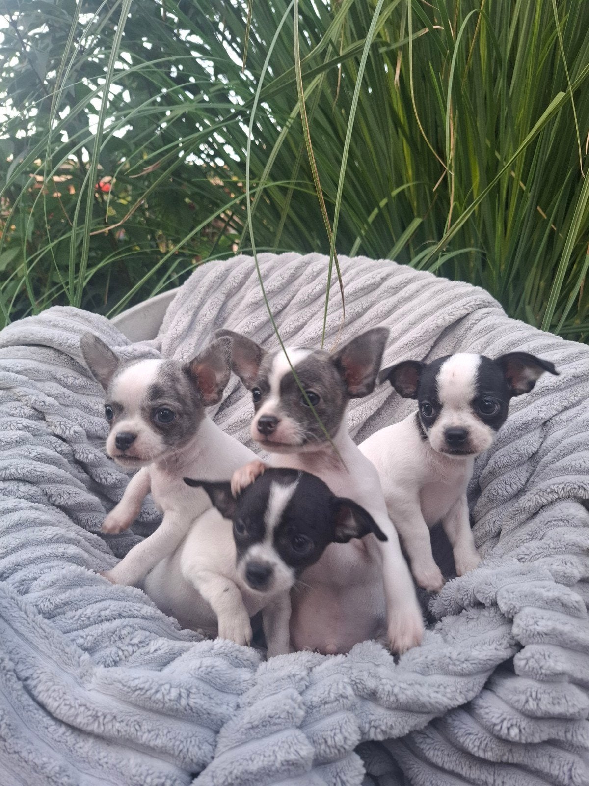 Prachtig nestje Chihuahua pups, Reu, 8 tot 15 weken, Eén hond, Chihuahua