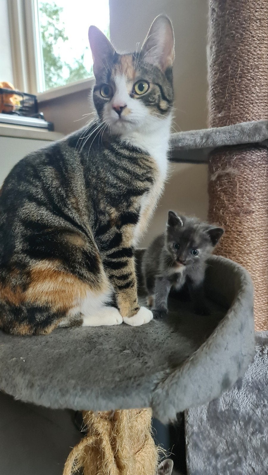 Prachtige jonge kittens, Dieren en Toebehoren, Meerdere dieren