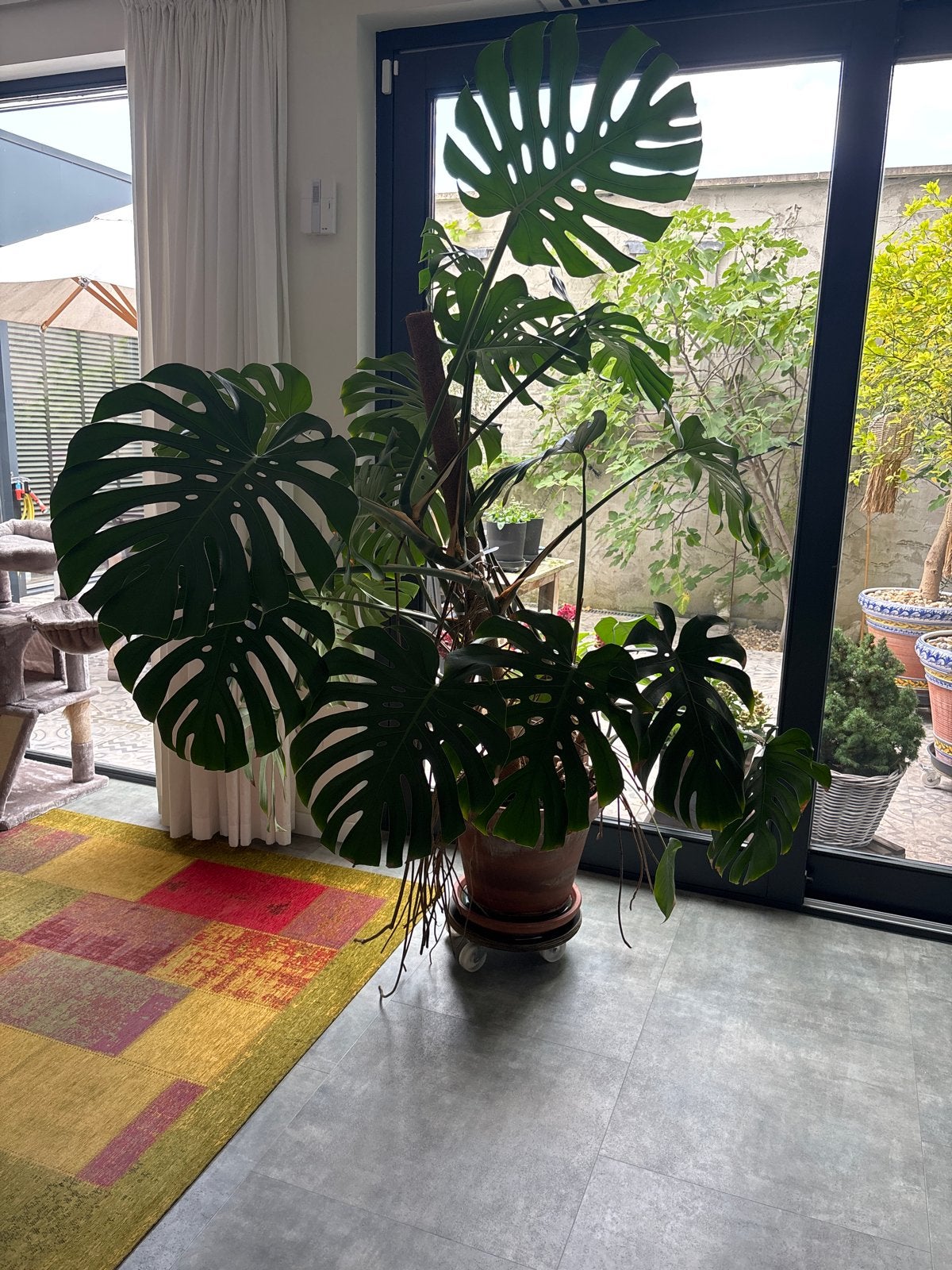 Mega Monstera Deliciosa - Grote Kamerplant, 200 cm of meer, Overige soorten, In pot, Groene kamerplant