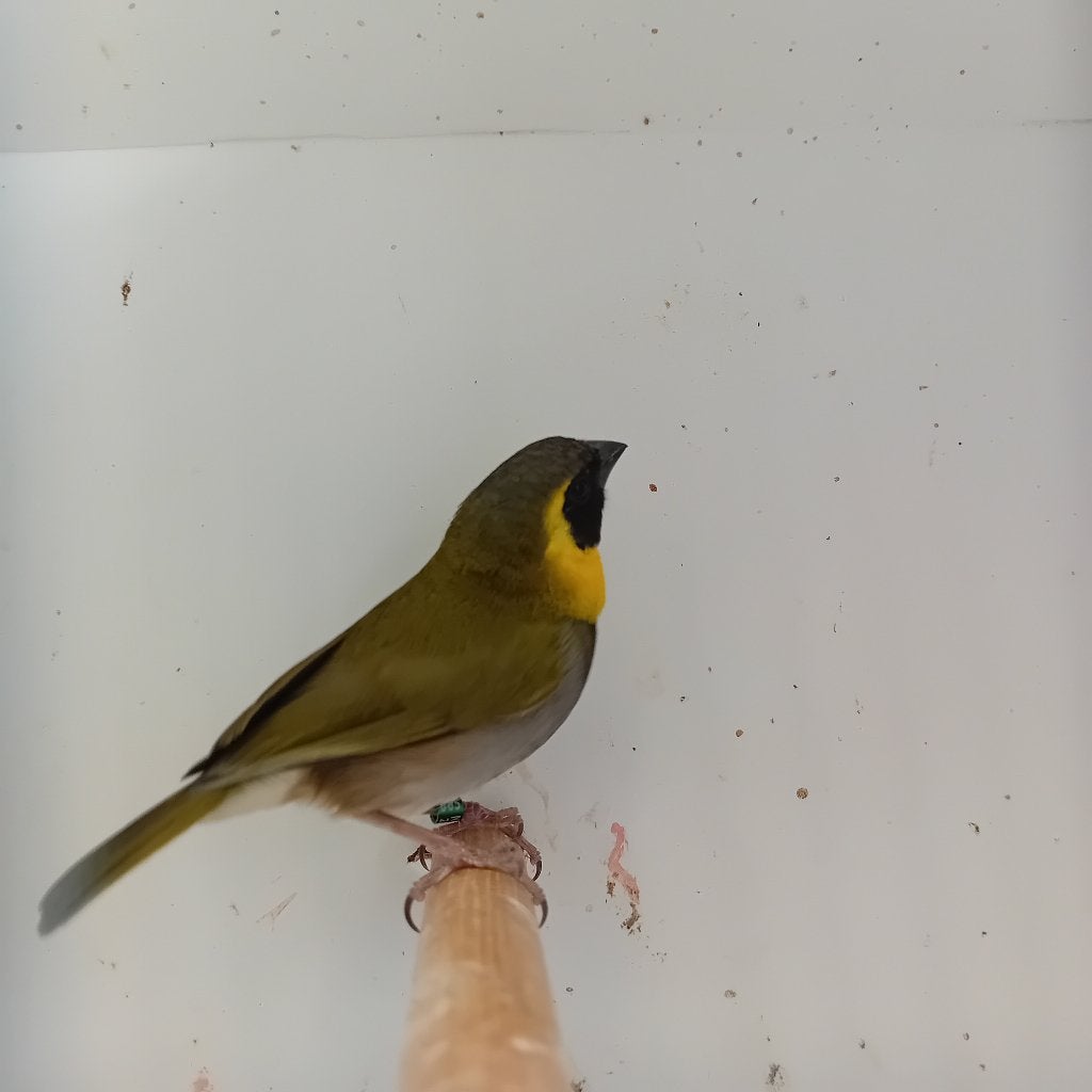 Cubavinken, Dieren en Toebehoren, Vogels | Overige Vogels, Mannelijk, Tropenvogel