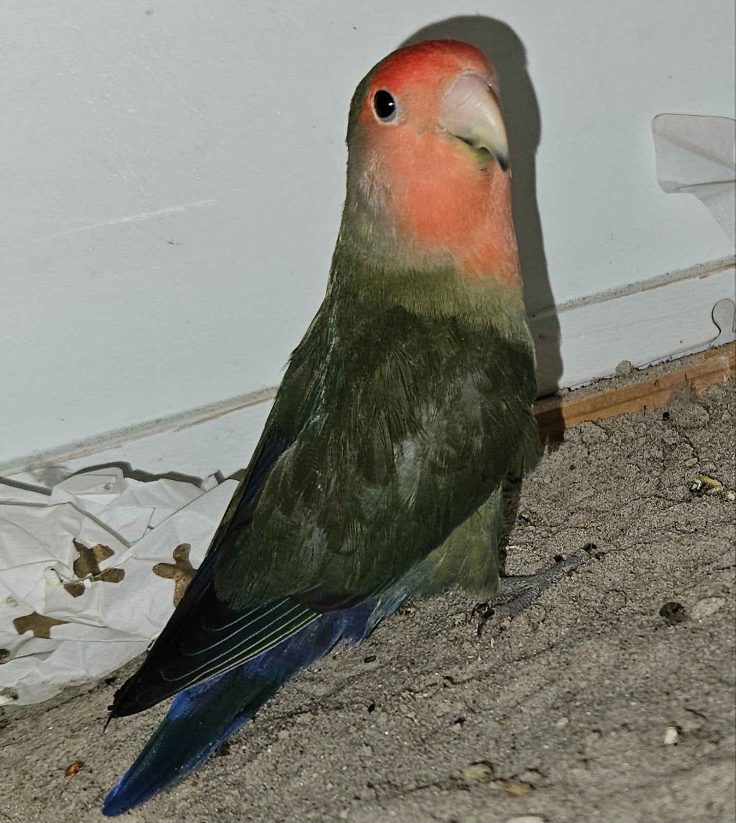 Agapornis, Geslacht onbekend, Dwergpapegaai of Agapornis
