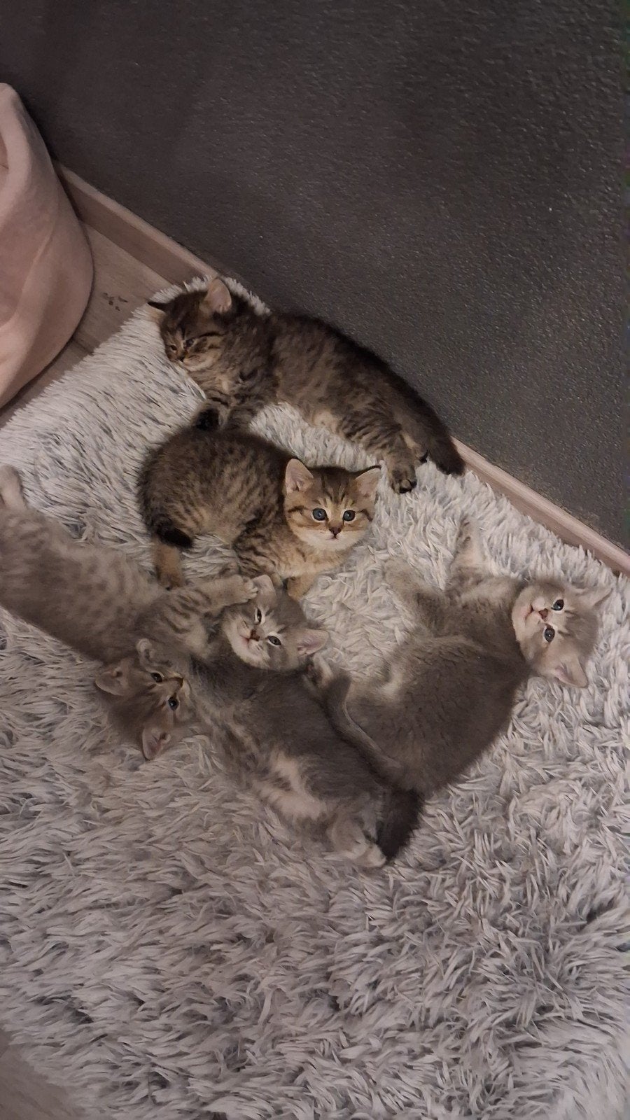 Vijf prachtige Britse Korthaar katten te koop, Kater, Ontwormd, 0 tot 2 jaar